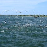 Tampa bay fly fishing charter