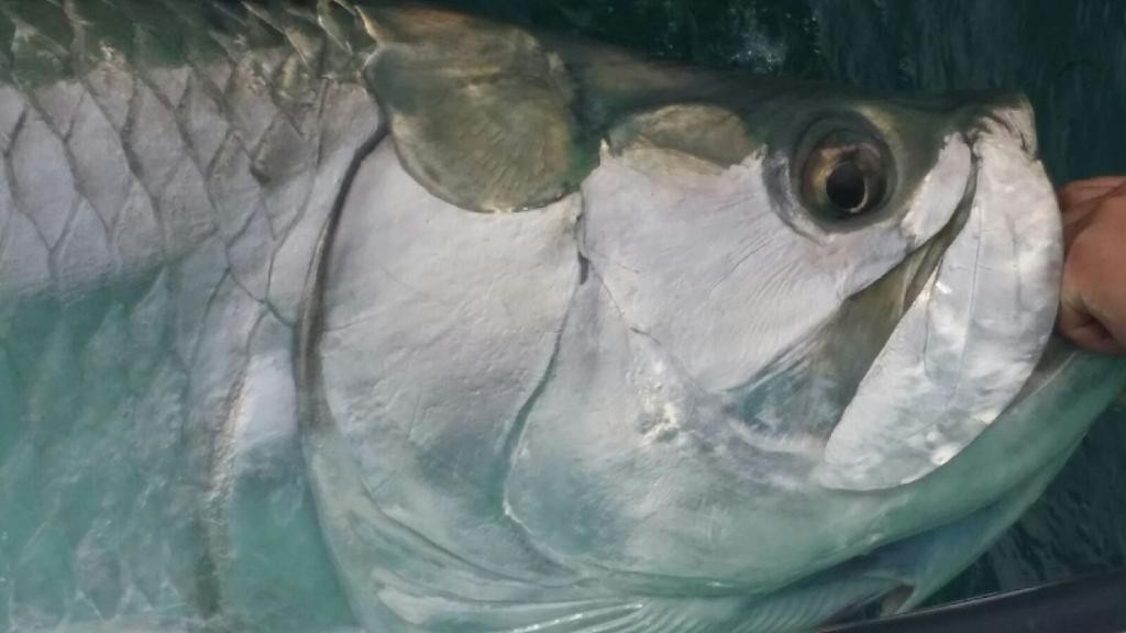 Big Tarpon Head caught in CLW, FL