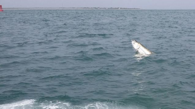 St.Pete Beach Tarpon fish Guide