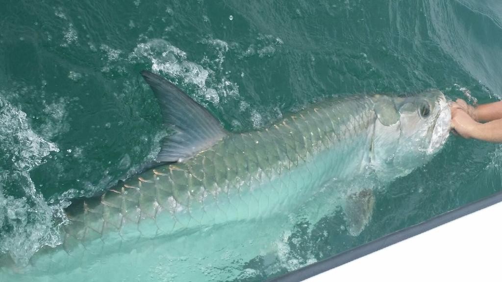 Tampa Bay tarpon fishing charters gaint tarpon
