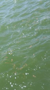 Tarpon Fishing Crabs flushing out with tide