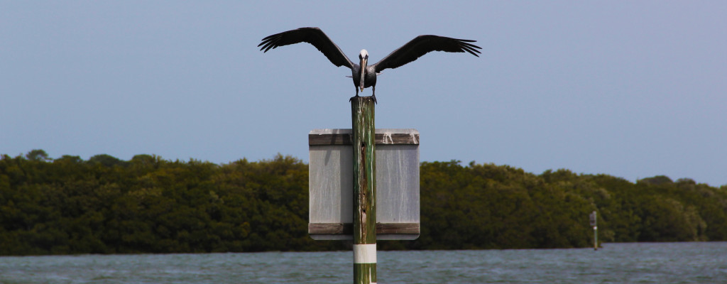 clearwater tampa bay fishing charters