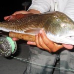 Tampa Night Fishing Charter