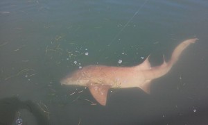 tampa shark fishing charter