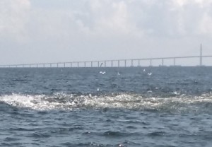 Tampa Bay Fishing Charters