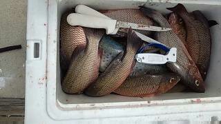 Tampa bay fishing charters