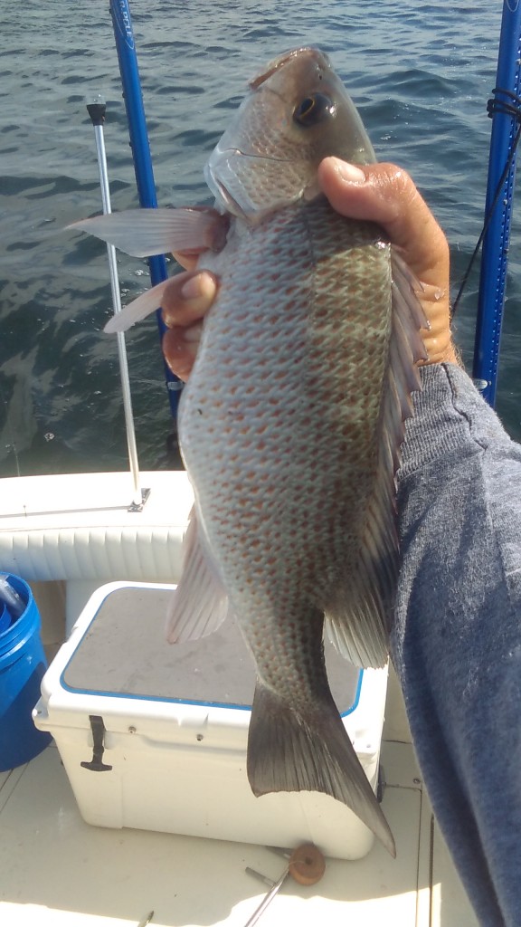 Clearwater fishing charters