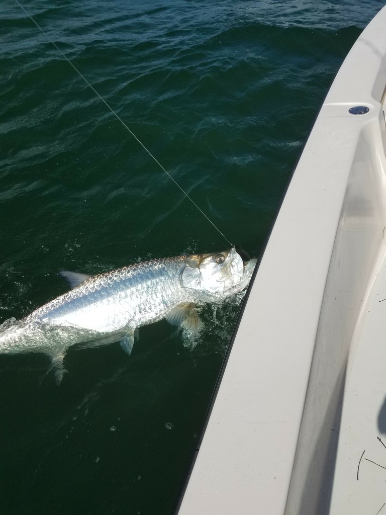 Tarpon Boat side with capt.Jared while on fishing guide charter trip in Clearwater Beach, Fl