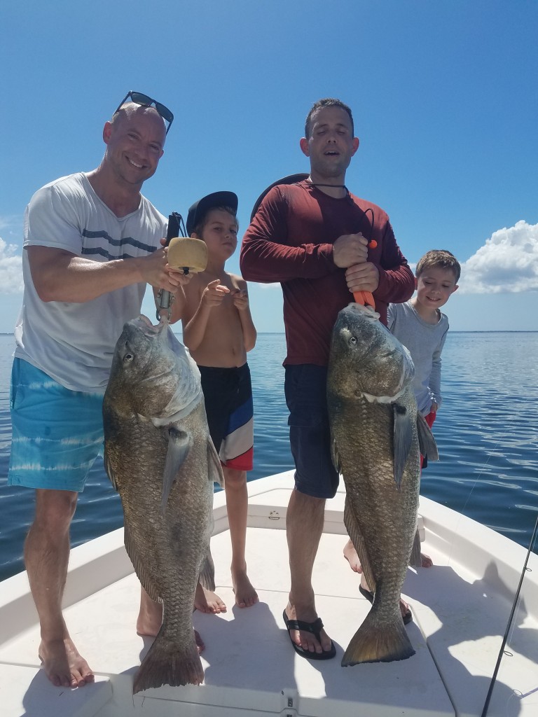 black drum fishing charter guide dunedin fl