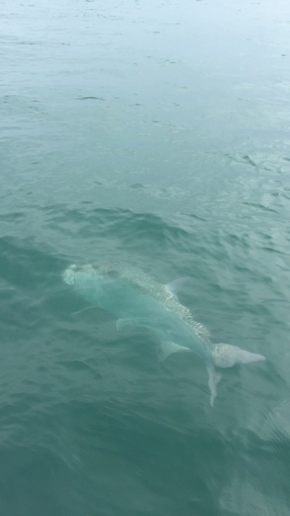 tarpon fish off clearwater st.pete beach