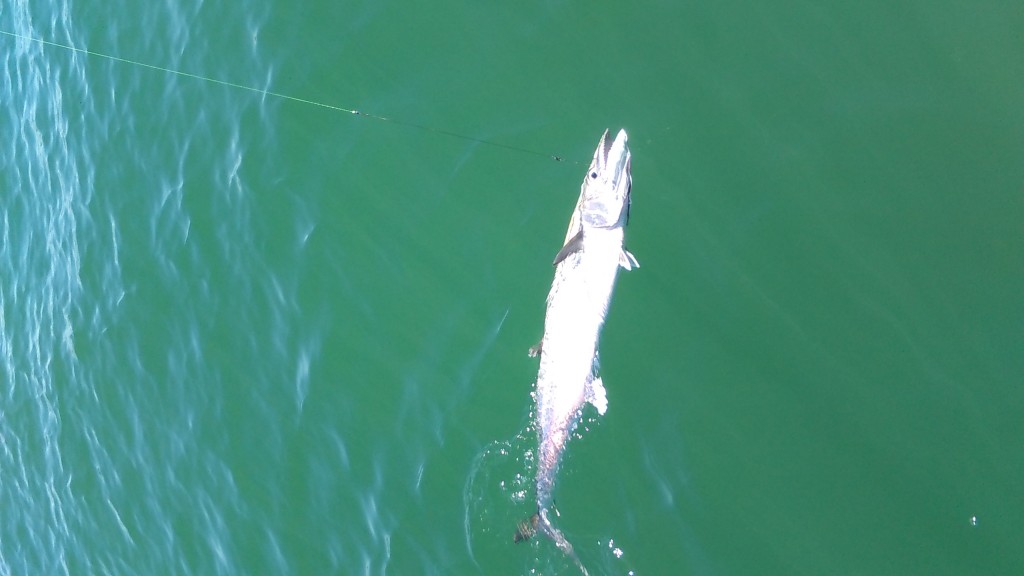 Fishing Trips Clearwater beach