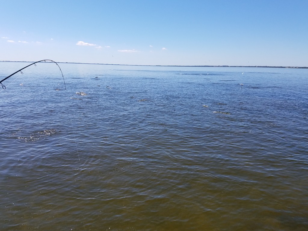 Fall fishing clearwater harbour