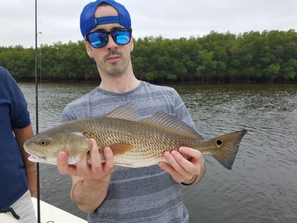 Redfish caught while on a fishing guide tour in safety harbor