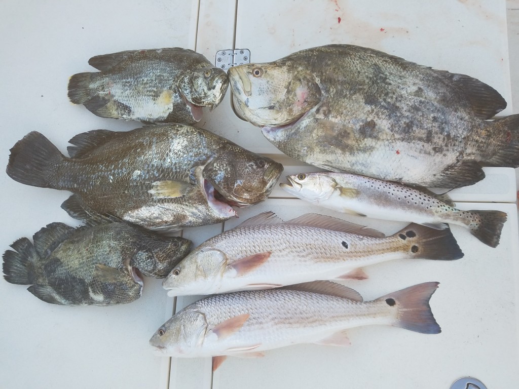 Triple tail and Redfish on a fishing charter in Dunedin florida