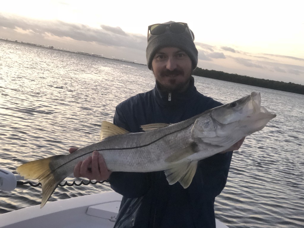 snook clearwater tampa bay saftey harbor