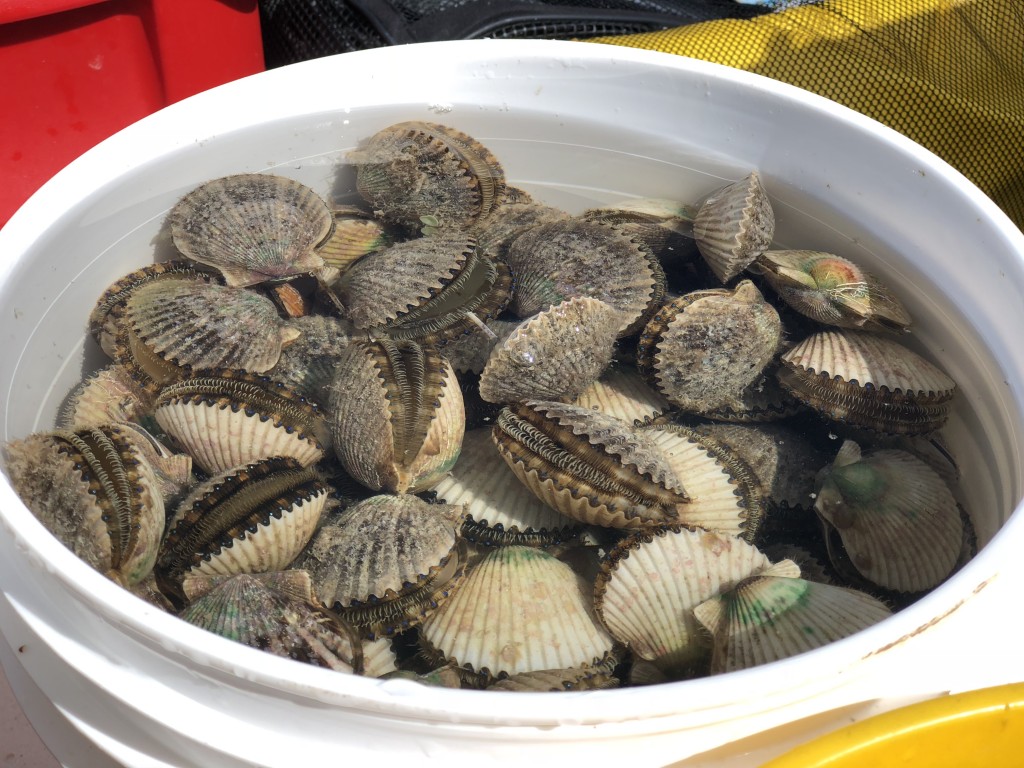 Homosassa Scallop Charters