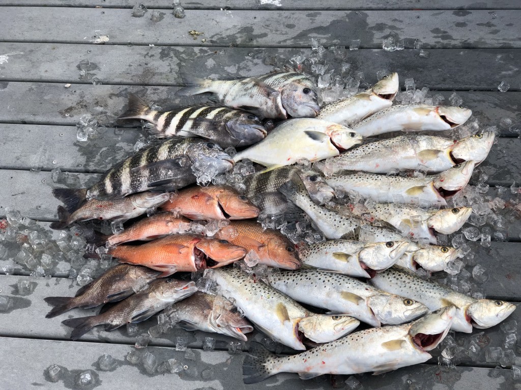 Nearshore fishing charter clearwater beach