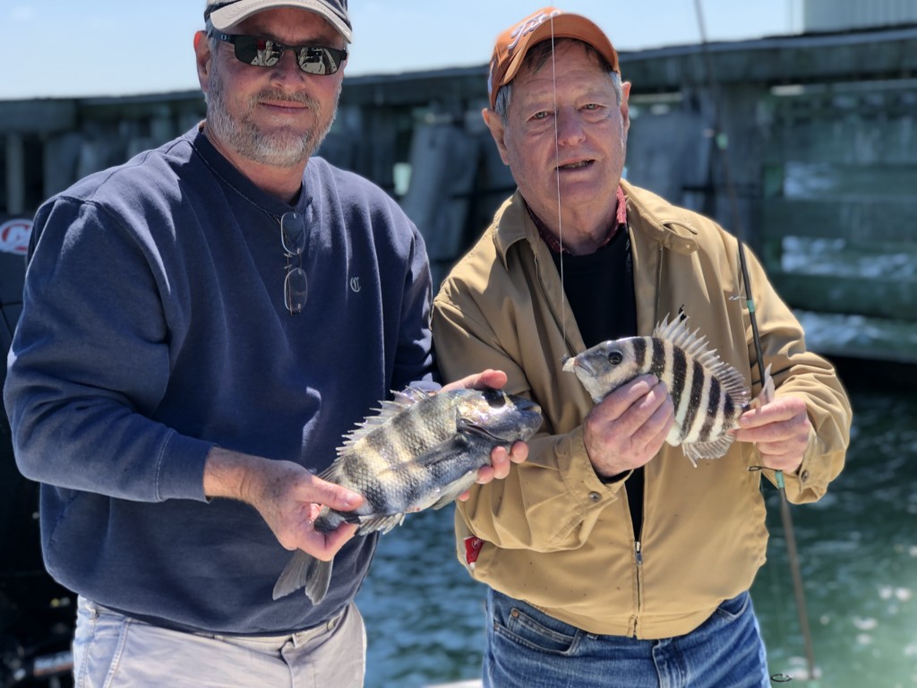 sheepshead winter fishing florida