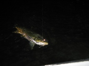 Tampa Tarpon fishing charter