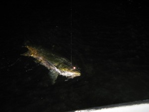 tarpon fishing charter tampa bay