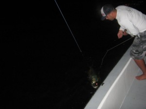 night tarpon fishing charters tampa