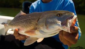 st.pete fishing charter guide