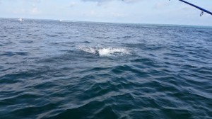 tarpon fishing charter tampa bay