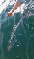 tarpon fishing charter tampa bay