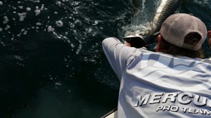 tarpon fishing charter tampa bay