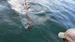 tarpon fishing charter tampa bay