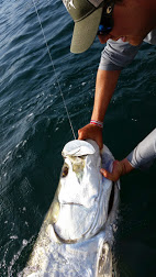 2014060tarpon fishing charter tampa bay7_084954