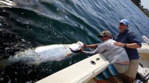 tarpon fishing charter tampa bay