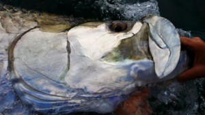 tarpon fishing charter tampa bay