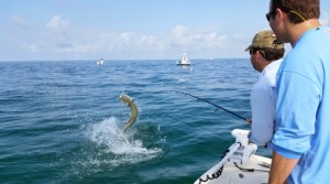 tampa tarpon fishing charter