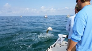 tampa bay tarpon fishing charter