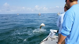 tampa bay tarpon fishing charter