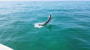 tarpon fishing charte tampa bay