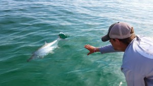 tarpon fishing tampa 