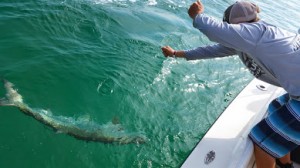 tarpon fishing charter tampa