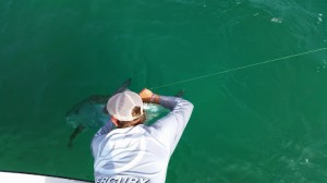 tarpon fishing charter tampa