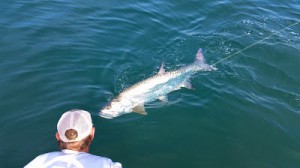 tarpon fishing charter tampa bay