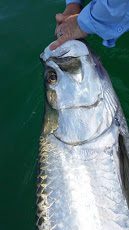 tarpon fishing charter tampa