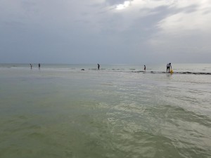 Clearwater Beach Boat and Island Tours