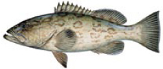 fishing charter tampa bay clearwater st.pete