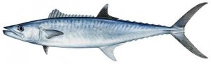 charter fishing guide tampa bay clearwater st.pete