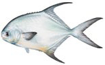 charter fishing guide tampa bay clearwater st.pete
