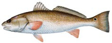 fishing charters clearwater st.pete tampa