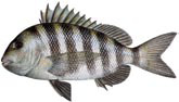 tampa clearwater st.pete fishing charters 