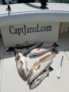 Fresh fish dinner on st.pete beach fishing charter guide service