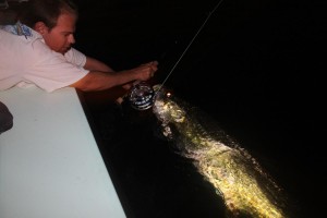 night tarpon fishing charter tampa bay